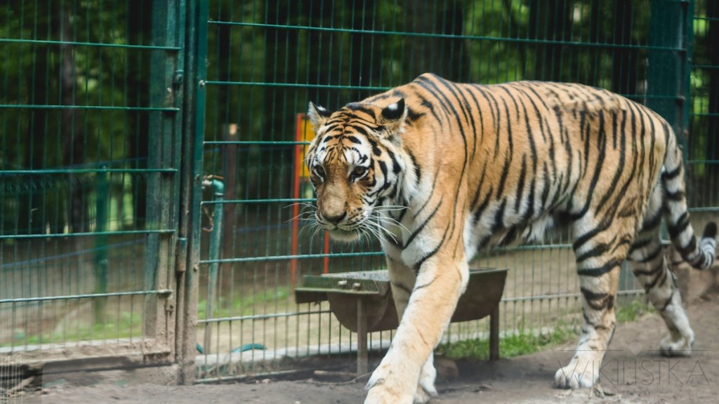 tygrys zoo gdańsk