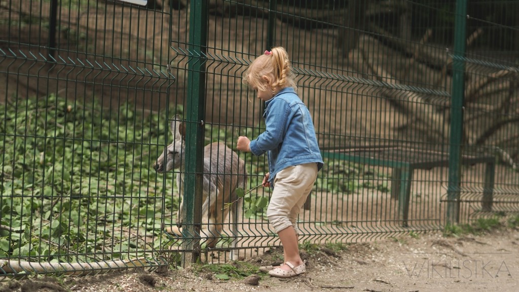 wikilistka,zoo gdańsk